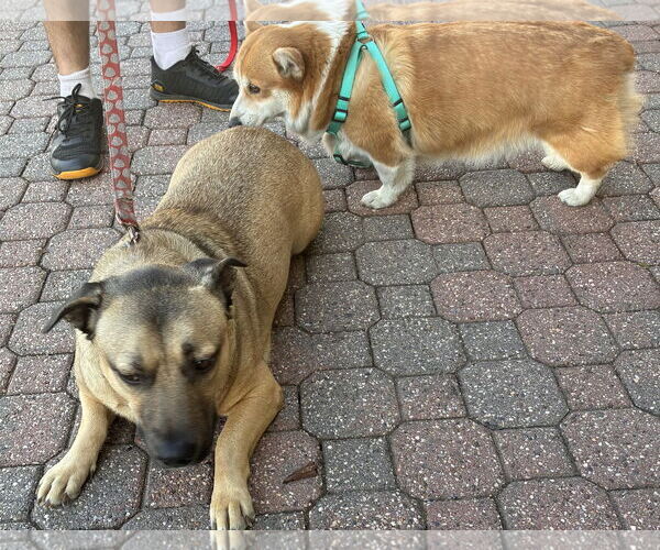 Medium Photo #3 Bassugg Puppy For Sale in Petaluma, CA, USA