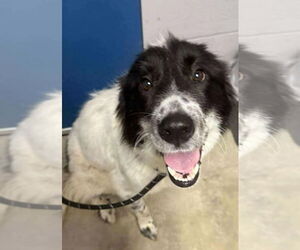 Border Collie-Unknown Mix Dogs for adoption in Woodbury, NY, USA