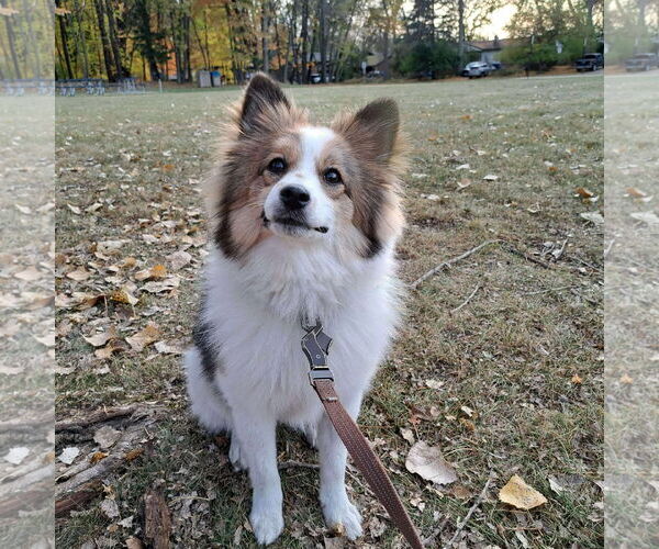 Medium Photo #1 Pomeranian-Unknown Mix Puppy For Sale in Farmington, MN, USA