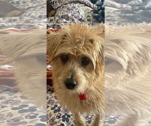 Cairn Terrier-Unknown Mix Dogs for adoption in Mukwonago, WI, USA