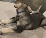 Small #5 Alaskan Malamute-Mastiff Mix