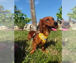 Small #2 Dachshund