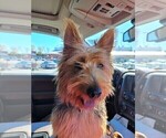 Small Photo #1 Australian Terrier Puppy For Sale in WHITEWOOD, SD, USA