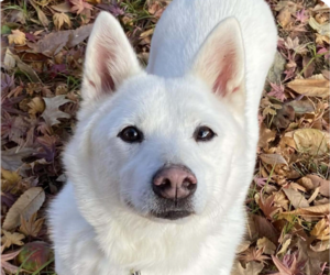 Shiba Inu-Unknown Mix Dogs for adoption in San Ramon, CA, USA