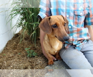 Mother of the Dachshund puppies born on 07/10/2025