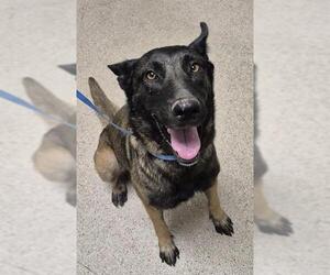 Mutt Dogs for adoption in Bakersfield, CA, USA