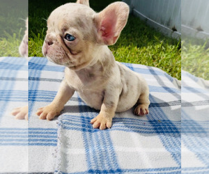 French Bulldog Puppy for sale in ORLANDO, FL, USA