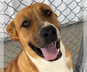 Mutt Dogs for adoption in Bakersfield, CA, USA