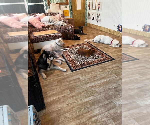 Medium Photo #4 Siberian Husky Puppy For Sale in Escondido, CA, USA