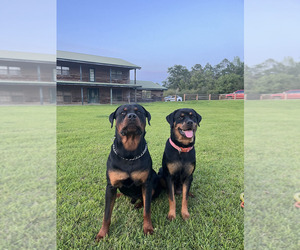 Rottweiler Puppy for Sale in CHATOM, Alabama USA