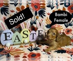 Small Photo #5 Dachshund Puppy For Sale in MODESTO, CA, USA