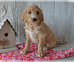 Puppy 3 Goldendoodle