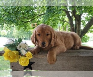 Golden Retriever Puppy for sale in FREDERICKSBG, OH, USA