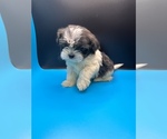 Small Photo #6 Maltipoo-Shih Tzu Mix Puppy For Sale in SAINT AUGUSTINE, FL, USA