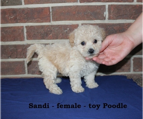 Medium Photo #1 Poodle (Toy) Puppy For Sale in CLARKRANGE, TN, USA