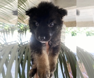 German Shepherd Dog Puppy for sale in DEL ROSA, CA, USA