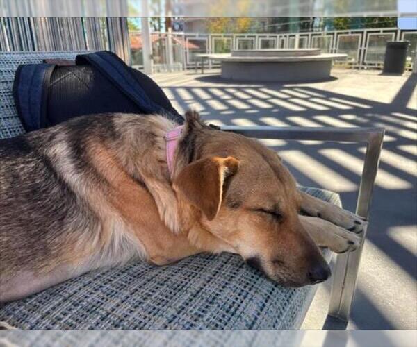 Medium Photo #1 German Shepherd Dog-Unknown Mix Puppy For Sale in Las Vegas, NV, USA