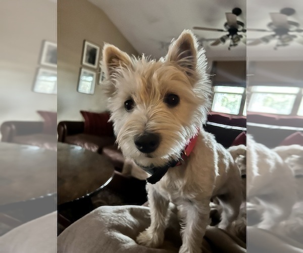 Full screen Photo #1 West Highland White Terrier Puppy For Sale in PHOENIX, AZ, USA