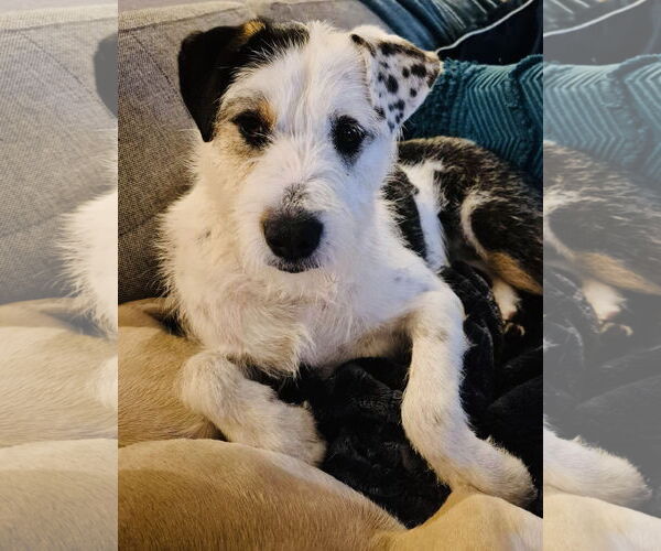 Medium Photo #1 Collie-Unknown Mix Puppy For Sale in Princeton, MN, USA