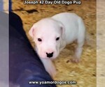 Small Photo #73 Dogo Argentino Puppy For Sale in PINEVILLE, MO, USA