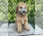 Small #4 Whoodle (Miniature)