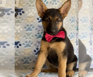 German Shepherd Dog Puppy for sale in LANCASTER, PA, USA