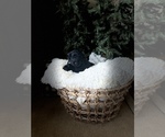 Small #1 Labradoodle-Poodle (Standard) Mix