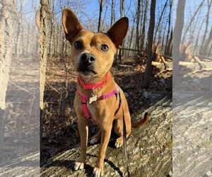 Boston Terrier-Unknown Mix Dogs for adoption in Shermans Dale, PA, USA