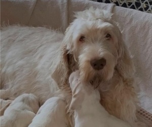 Mother of the Poodle (Standard)-Spinone Italiano Mix puppies born on 12/26/2023