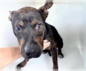 Plott Hound-Unknown Mix Dogs for adoption in Houston, TX, USA