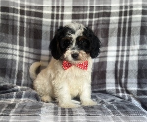 Cavapoo Puppy for sale in LAKELAND, FL, USA