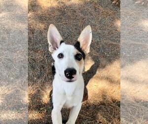 Border Collie Dogs for adoption in Woodland, CA, USA