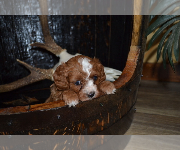 Medium Photo #1 Cavapoo Puppy For Sale in GREENWOOD, WI, USA
