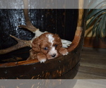 Puppy Terry Cavapoo