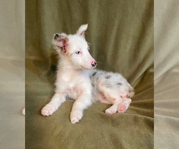 Medium Photo #7 Australian Shepherd Puppy For Sale in LAKELAND, FL, USA