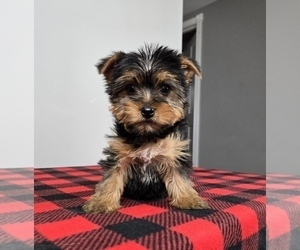 Yorkshire Terrier Puppy for sale in FRANKLIN, IN, USA