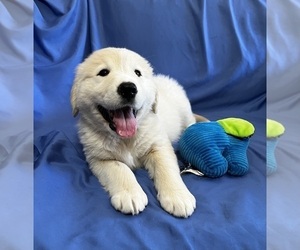 Golden Labrador Puppy for sale in LIVE OAK, FL, USA