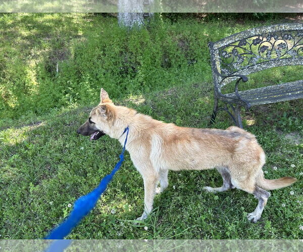 Medium Photo #3 German Shepherd Dog Puppy For Sale in Montgomery, AL, USA