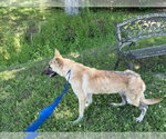 Small #2 German Shepherd Dog