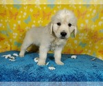 Small Photo #18 English Cream Golden Retriever Puppy For Sale in PEYTON, CO, USA