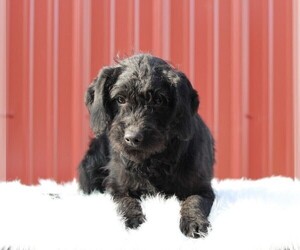 Labradoodle-Poodle (Miniature) Mix Puppy for sale in FREDERICKSBG, OH, USA