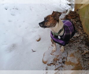 Candy - Female Dachshund-Unknown Mix Dog for Adoption - Photo #7