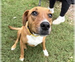 Small #2 Feist Terrier-Mountain Cur Mix