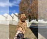 Puppy Puppy 2 Goldendoodle