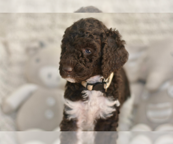 Medium Photo #1 Labradoodle mix (+ Poodle Standard) Puppy For Sale in CHULA VISTA, CA, USA