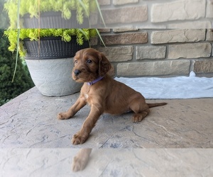 Irish Setter Puppy for sale in GOSHEN, IN, USA