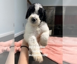 Puppy Light purple Aussiedoodle