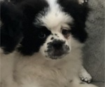 Puppy Pudge Pominese