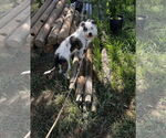 Small #1 Mutt