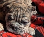 Small #4 Bulldog